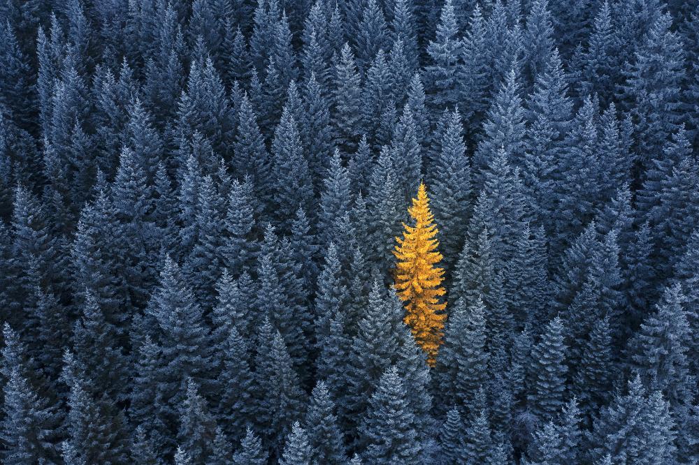 Yellow tree amongst blue trees.jpg