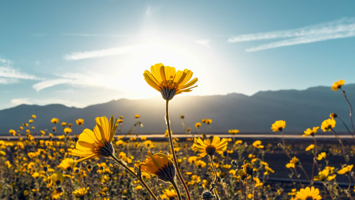 iStock-1161799212-scaled-e1688964997500.jpg